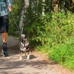 Weekend z psem: odkryj top miejsca przyjazne zwierzętom na Śląsku