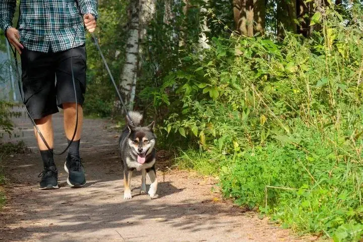 Weekend z psem: odkryj top miejsca przyjazne zwierzętom na Śląsku